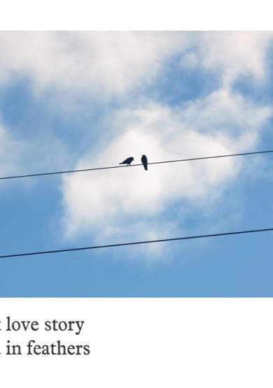 The Songs The Morning Sang