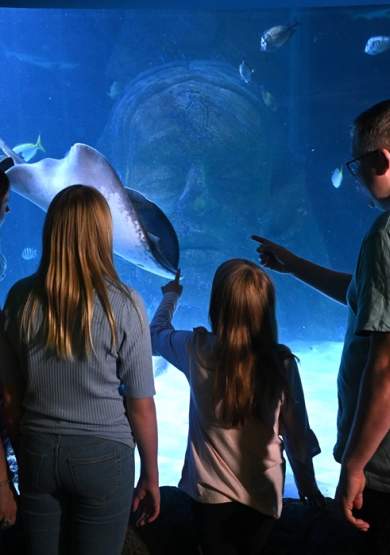 Sea Life Manchester