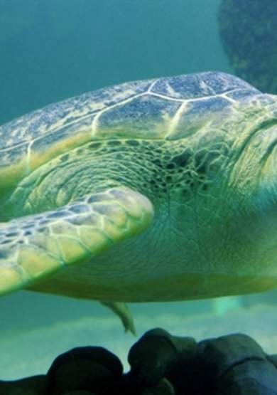 Summer Savings at SEA LIFE Manchester