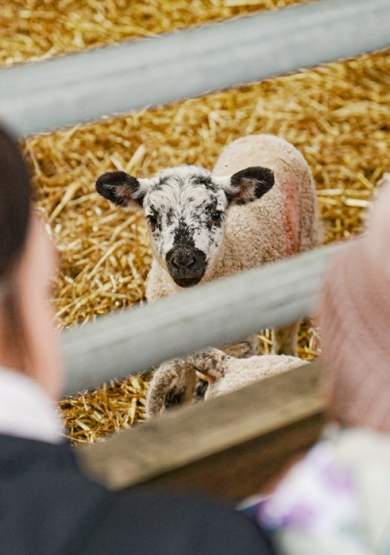 Cockfields Farm