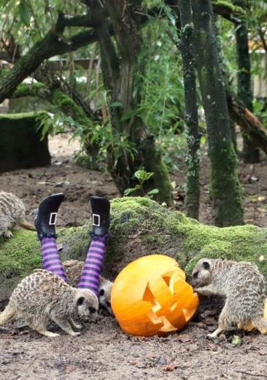 Little Monsters go Half Price at Knowsley Safari's Spooktacular Halloween Adventure