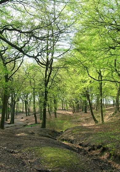 Tandle Hill Country Park