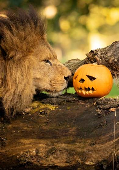 Kids go half price this half term at Knowsley’s Spooktacular Safari