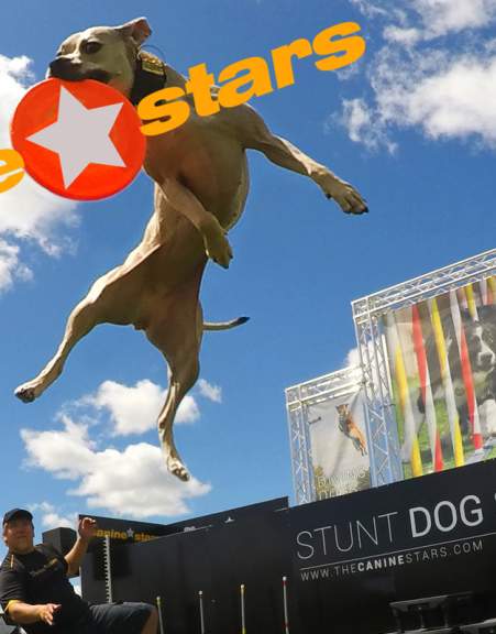 THE CANINE STARS STUNT DOG SHOW