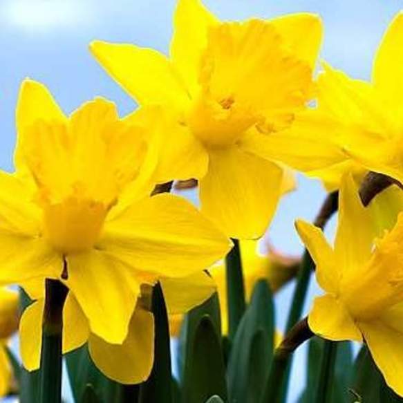 Daffodil Stroll