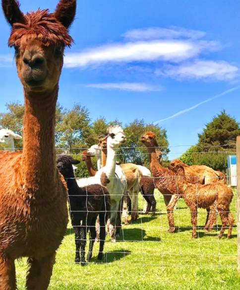 Alpaca and Llama Experiences at Cadbury Alpacas