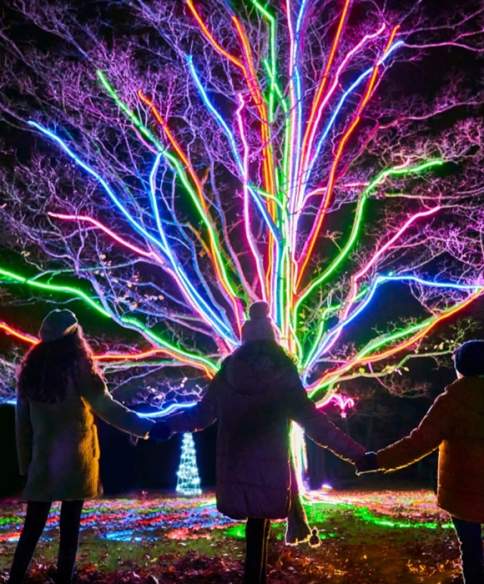 Christmas at Westonbirt Arboretum