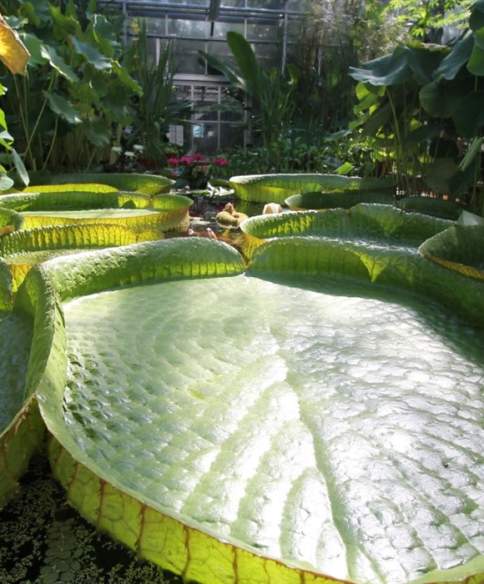 University of Bristol Botanic Garden