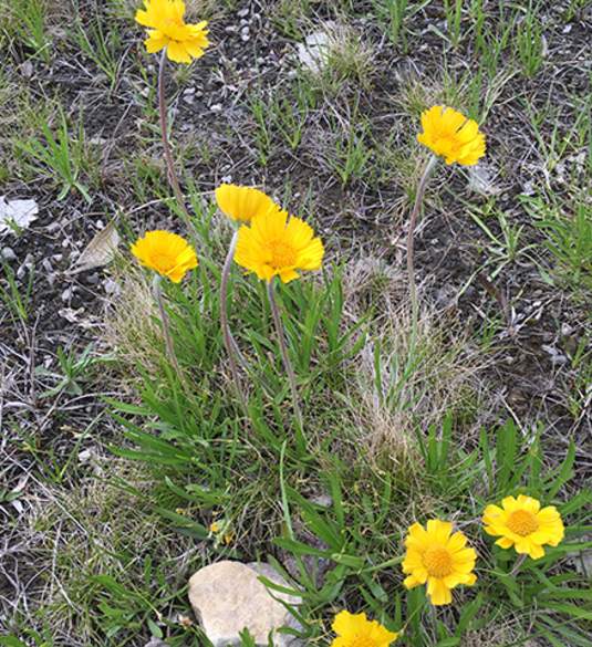 Lakeside Daisy State Nature Preserve