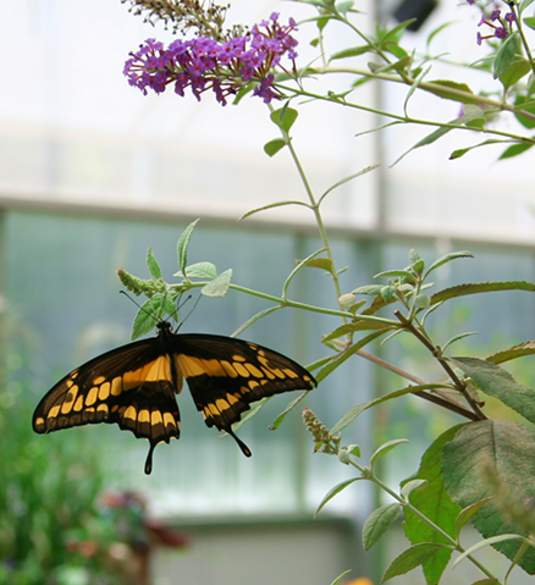 The Butterfly House at Put-in-Bay