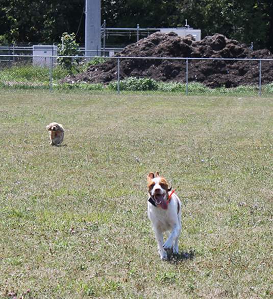 Bark Until Dark Dog Park