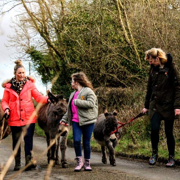 Kinedale Donkeys