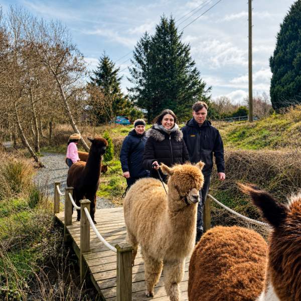 Trek & Treat: Family Halloween Alpaca Trekking & Bouncy Castle Experience