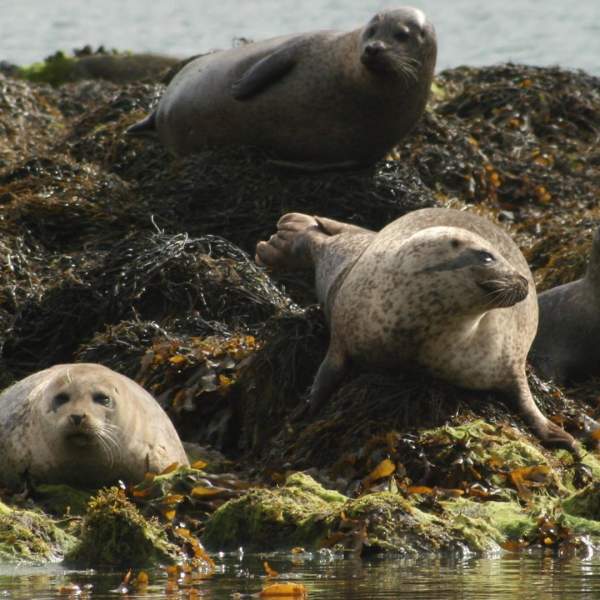 Strangford Lough Lookout
