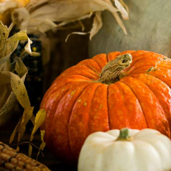 Halloween at Montalto