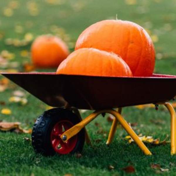 Pumpkin Patch at Castle Kitchen + Bar