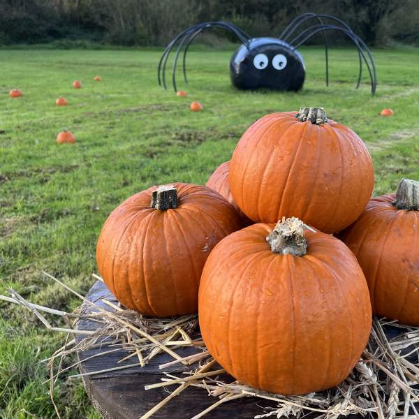 Pumpkin Patch at Lusty Beg