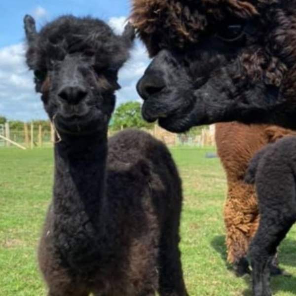 JandJ Alpacas