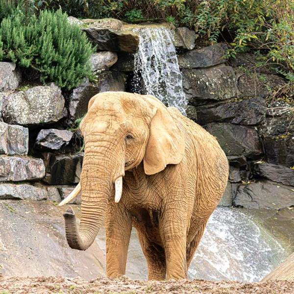 Colchester Zoological Society