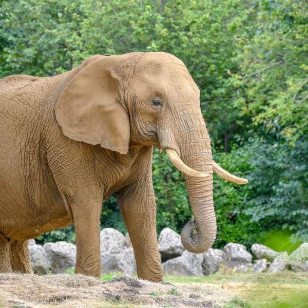 Colchester Zoological Society