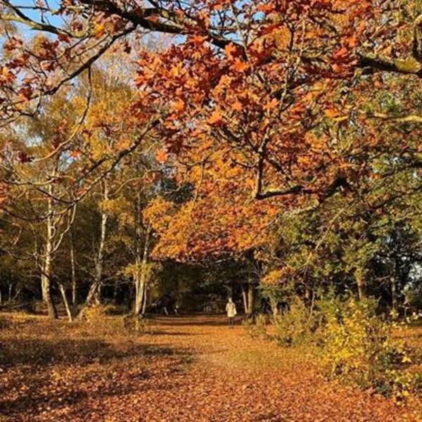 Tiptree Heath