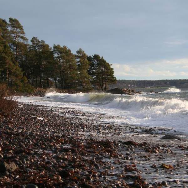 Turperler: Albyskogen