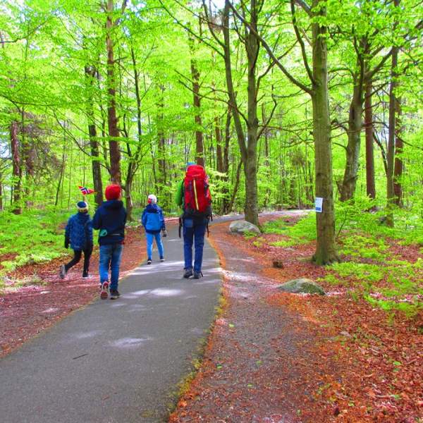 The Beech Tree Forest at Raet National Park