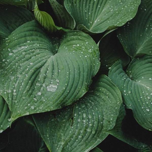 Three Cheers for Pooh! Centenary Exhibition and Story Trail at Nymans