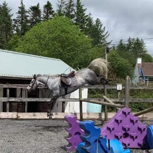 Blackwater Stables Irish Sport Horses and Ponies
