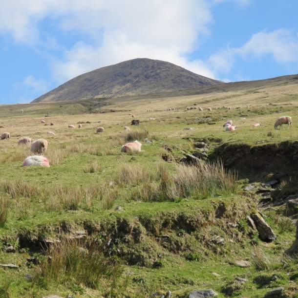 Celtic Nature Walking Tours