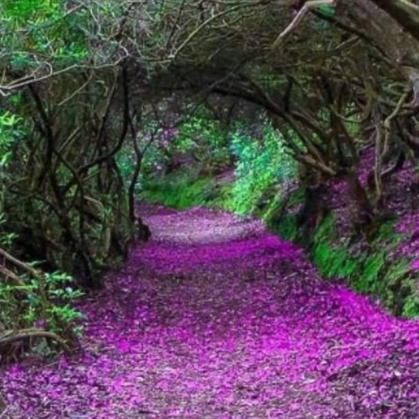 Reenagross Woodland Park Kenmare