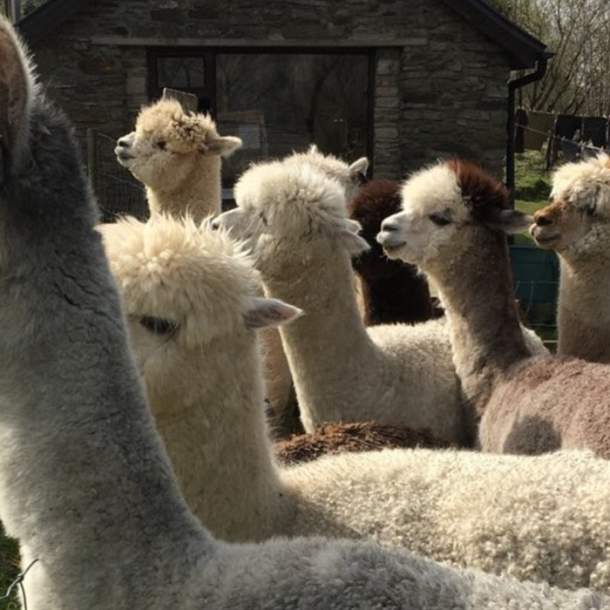 The Naked Sheep - Alpaca Trekking