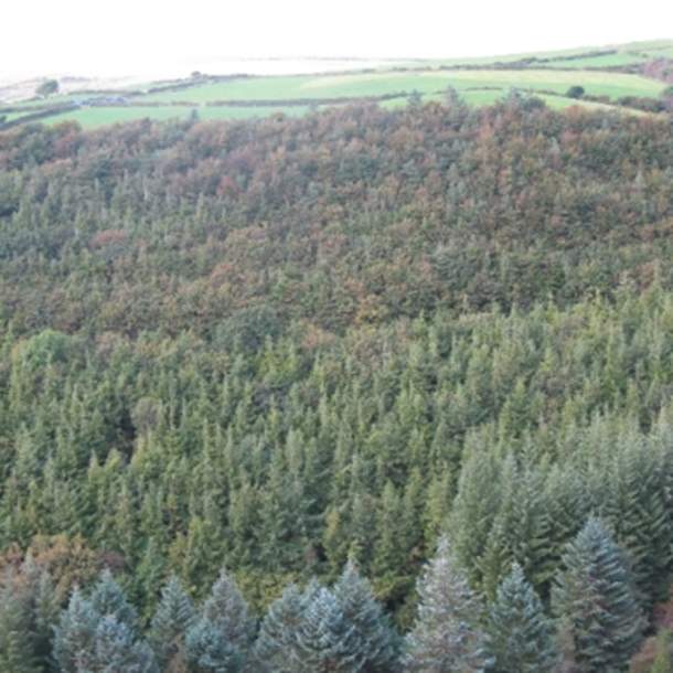 Glanageenty Wood