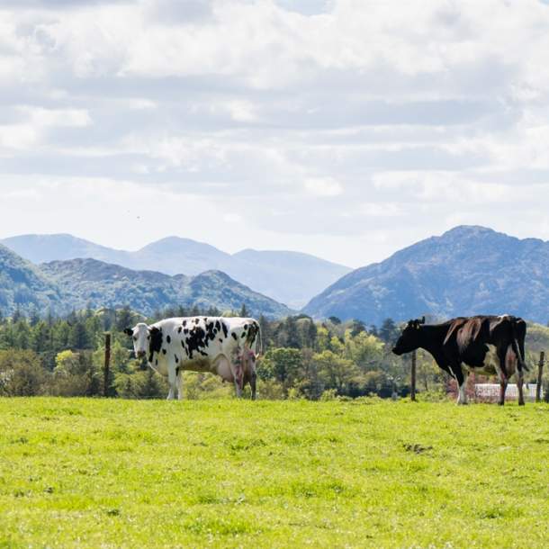 Muckross Creamery