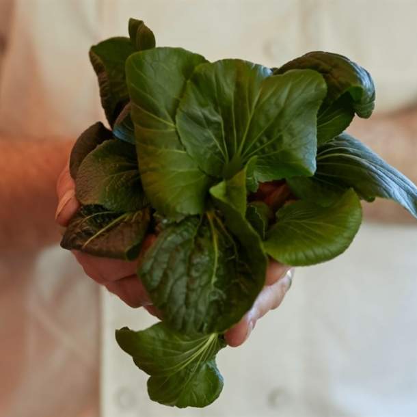 Killarney Urban Farm