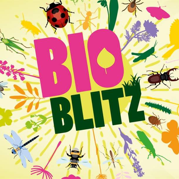 Bioblitz at Westonbirt Arboretum