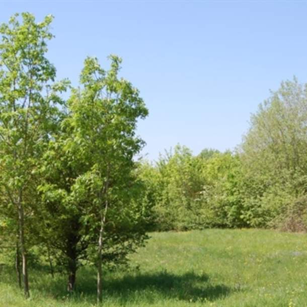 Dean Common