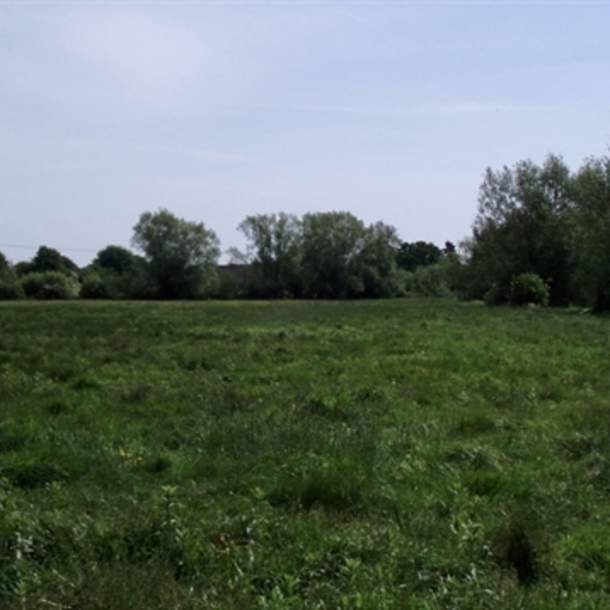 Grimes Meadow