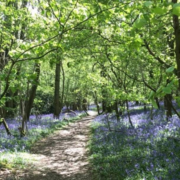 Singe Wood Nature Reserve