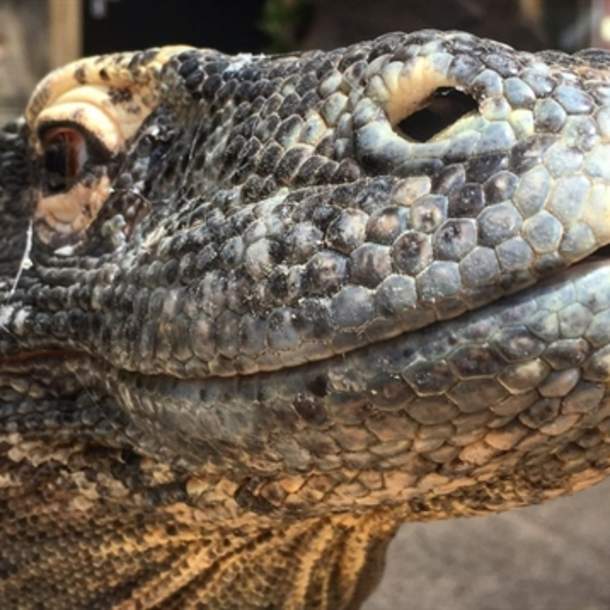 Crocodiles of the World Keeper Experiences