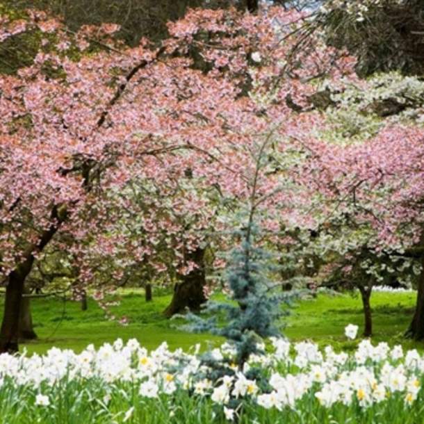 Batsford Arboretum & Garden Centre