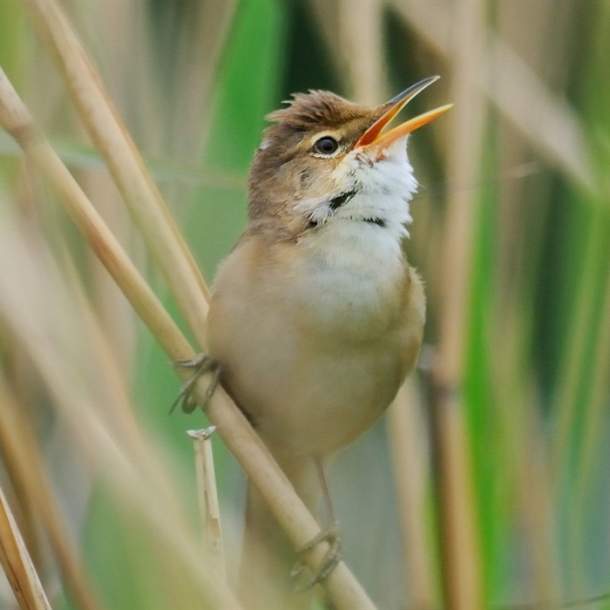 Birdsong Workshop