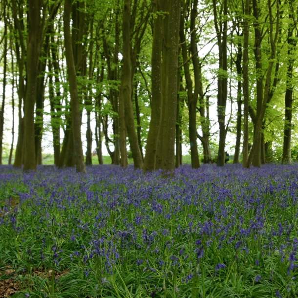 Foxholes Nature Reserve