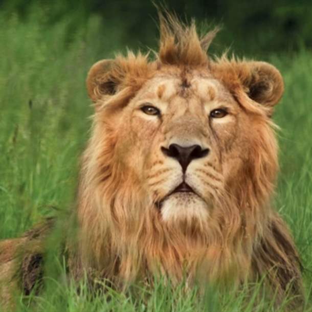 Cotswold Wildlife Park & Gardens
