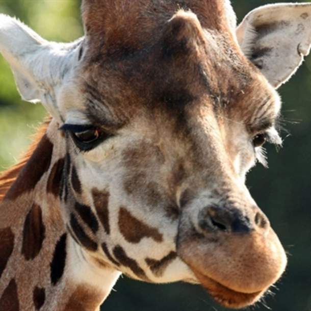 Cotswold Wildlife Park & Gardens Keeper Experiences