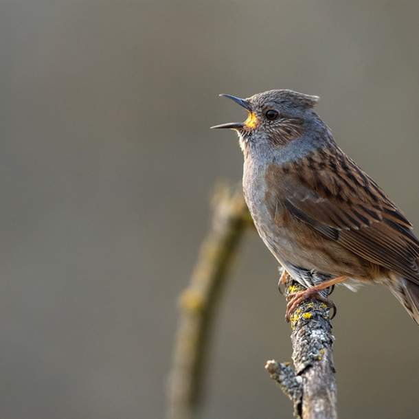 Dawn Chorus
