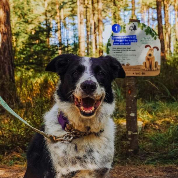 Forest Walkies with Wallace & Gromit at Westonbirt