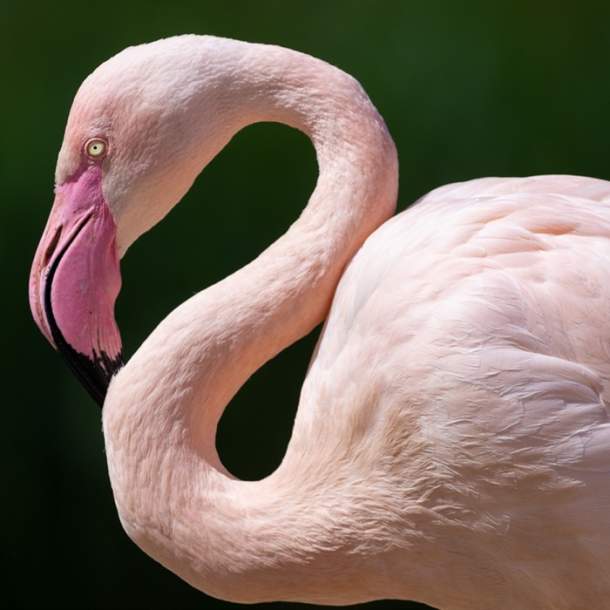 WWT Slimbridge Wetland Centre