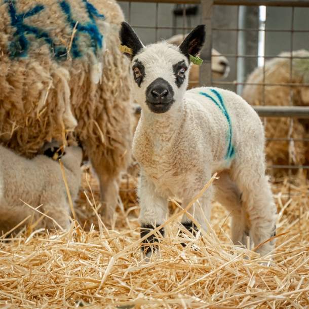 Lambing at Cotswold Farm Park 2025
