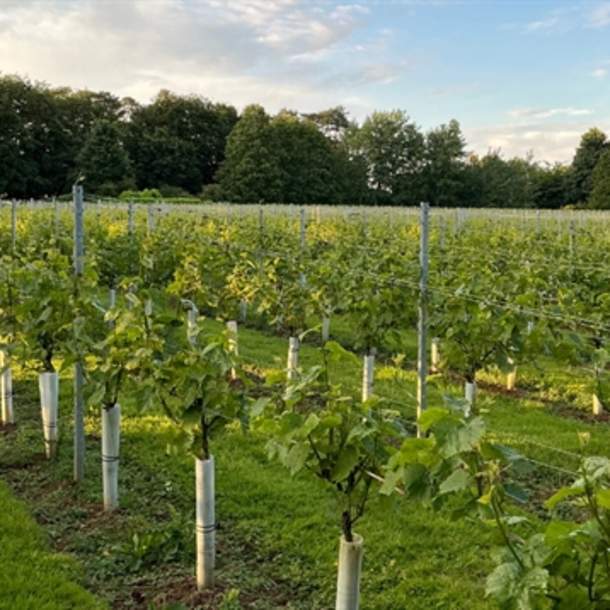 Larkhill Vineyard